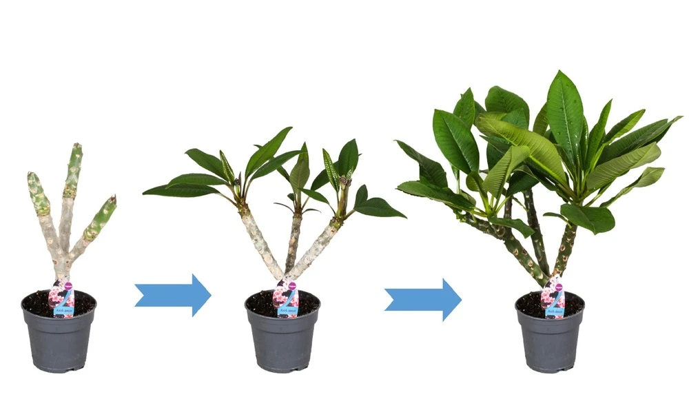 Plumeria Hawaaien - Pot ⌀17cm - H.55-75cm (hauteur Pot Incluse) 5 Plumeria Hawaaien - Pot ⌀17cm - H.55-75cm (hauteur Pot Incluse) – Image 5