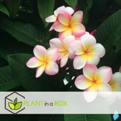 Plumeria Hawaaien - Pot ⌀17cm - H.55-75cm (hauteur Pot Incluse) 10 Plumeria Hawaaien - Pot ⌀17cm - H.55-75cm (hauteur Pot Incluse) -Ryobi Jardin Boutique 6423324e3a2799.79275935