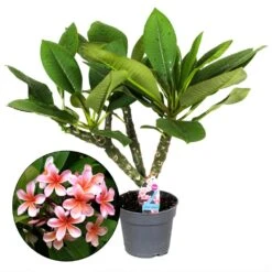 Plumeria Hawaaien - Pot ⌀17cm - H.55-75cm (hauteur Pot Incluse)