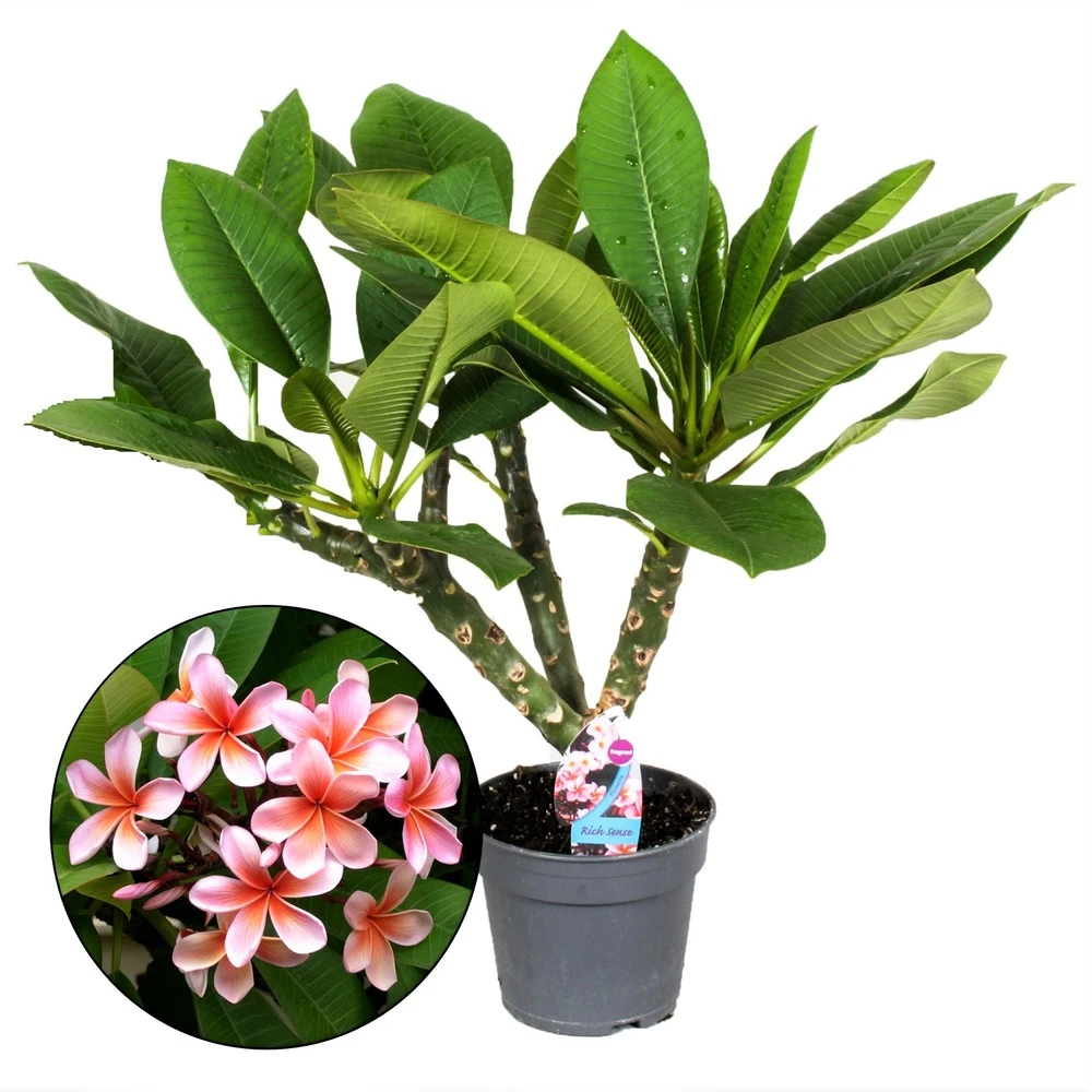 Plumeria Hawaaien - Pot ⌀17cm - H.55-75cm (hauteur Pot Incluse) 1 Plumeria Hawaaien - Pot ⌀17cm - H.55-75cm (hauteur Pot Incluse)