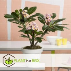 Plumeria Hawaaien - Pot ⌀17cm - H.55-75cm (hauteur Pot Incluse) 13 Plumeria Hawaaien - Pot ⌀17cm - H.55-75cm (hauteur Pot Incluse) -Ryobi Jardin Boutique 6423324e50d857.41817764