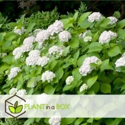 Set De 3 Hortensia Blanc - Pot ⌀9cm - H.25-40cm (hauteur Pot Incluse) -Ryobi Jardin Boutique 64233254e0bae3.75313331