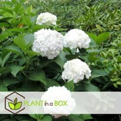Set De 3 Hortensia Blanc - Pot ⌀9cm - H.25-40cm (hauteur Pot Incluse) -Ryobi Jardin Boutique 64233254f3f363.76442034