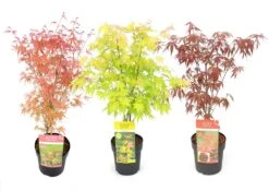 Set De 3 Erables Japonnais - Pot ⌀19cm - H.60-70cm (hauteur Pot Incluse) - Acer Japonica - Plantes Rustique