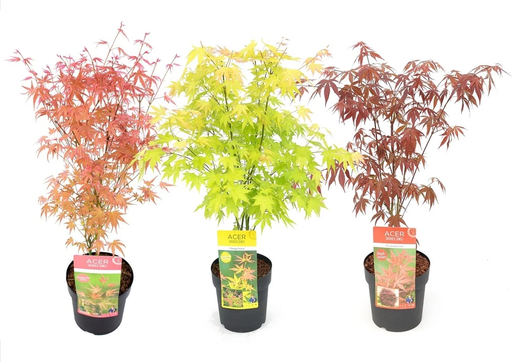 Set De 3 Erables Japonnais - Pot ⌀19cm - H.60-70cm (hauteur Pot Incluse) - Acer Japonica - Plantes Rustique 1 Set De 3 Erables Japonnais - Pot ⌀19cm - H.60-70cm (hauteur Pot Incluse) - Acer Japonica - Plantes Rustique
