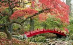 Set De 3 Erables Japonnais - Pot ⌀19cm - H.60-70cm (hauteur Pot Incluse) - Acer Japonica - Plantes Rustique 11 Set De 3 Erables Japonnais - Pot ⌀19cm - H.60-70cm (hauteur Pot Incluse) - Acer Japonica - Plantes Rustique -Ryobi Jardin Boutique 64233256479f90.69850499