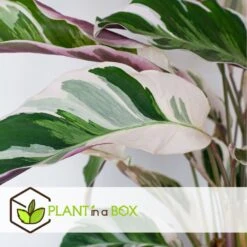 Calathea 'white Fusion' - Pot ⌀14cm - H.30-40cm (hauteur Pot Incluse) -Ryobi Jardin Boutique 6423335ed08de5.87372206