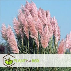 Cortaderia Selloana - Set De 3 - La Pampa - Rose - Pot 9cm - Hauteur 25-40cm -Ryobi Jardin Boutique 6426d369de0020.70880671
