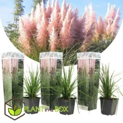 Cortaderia Selloana - Set De 3 - La Pampa - Rose - Pot 9cm - Hauteur 25-40cm -Ryobi Jardin Boutique 6426d369ed3477.62160885