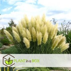 Cortaderia Selloana - Set De 3 - La Pampa - Blanc - Pot 9cm - Hauteur 25-40cm -Ryobi Jardin Boutique 6426d36bc2a668.31887290