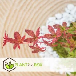 Acer Palmatum 'beni Maiko' - érable Du Japon - Pot 19cm - Hauteur 60-70cm -Ryobi Jardin Boutique 6426d375c7d192.60013909