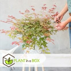 Acer Palmatum 'beni Maiko' - érable Du Japon - Pot 19cm - Hauteur 60-70cm -Ryobi Jardin Boutique 6426d375d1a313.38780890