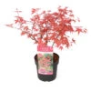 Acer Palmatum 'beni Maiko' - érable Du Japon - Pot 19cm - Hauteur 60-70cm