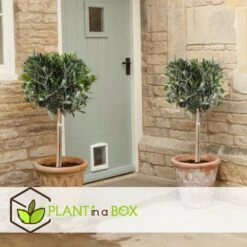 Olea Europaea - Set De 2 - D'olivier Dans Un Panier - Pot 14cm - Hauteur 45-55cm -Ryobi Jardin Boutique 6426d381a6a7a4.38830444