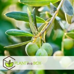 Olea Europaea - Olivier Sur Tige - Set De 2 - Pot 19cm - Hauteur 80-90cm -Ryobi Jardin Boutique 6426d38261e215.89894819