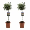 Olea Europaea - Olivier Sur Tige - Set De 2 - Pot 19cm - Hauteur 80-90cm