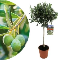 Olea Europaea - Olivier Rustique Sur Tige - Pot 21cm - Hauteur 90-100cm