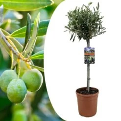 Olea Europaea - Olivier Rustique Sur Tige - Pot 19cm - Hauteur 80-90cm