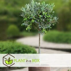 Olea Europaea - Olivier Rustique Sur Tige - Pot 19cm - Hauteur 80-90cm -Ryobi Jardin Boutique 6426d383827b69.56892104