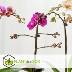 Phalaenopsis Multiflora - Orchidée Pourpre - Pot 12cm - Hauteur 35-45cm -Ryobi Jardin Boutique 6426d60ae63df7.98128875