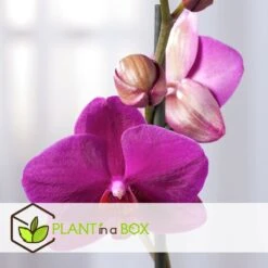 Phalaenopsis Multiflora - Orchidée Pourpre - Pot 12cm - Hauteur 35-45cm -Ryobi Jardin Boutique 6426d60b053594.26028170