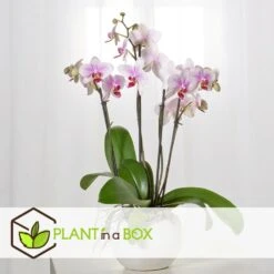 Phalaenopsis Multiflora - Orchidée Rose - Pot 12cm - Hauteur 35-45cm 6 Phalaenopsis Multiflora - Orchidée Rose - Pot 12cm - Hauteur 35-45cm -Ryobi Jardin Boutique 6426d60b6b23d5.44197038
