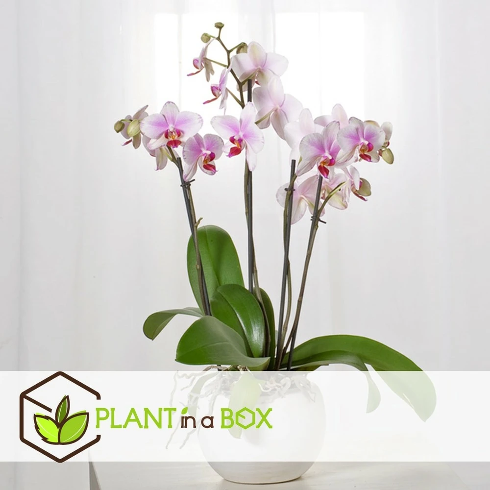 Phalaenopsis Multiflora - Orchidée Rose - Pot 12cm - Hauteur 35-45cm 3 Phalaenopsis Multiflora - Orchidée Rose - Pot 12cm - Hauteur 35-45cm – Image 3