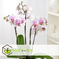 Phalaenopsis Multiflora - Orchidée Rose - Pot 12cm - Hauteur 35-45cm 7 Phalaenopsis Multiflora - Orchidée Rose - Pot 12cm - Hauteur 35-45cm -Ryobi Jardin Boutique 6426d60b77b9a2.00287060