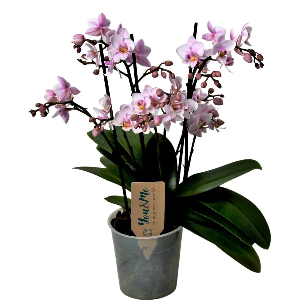 Phalaenopsis Multiflora - Orchidée Rose - Pot 12cm - Hauteur 35-45cm 1 Phalaenopsis Multiflora - Orchidée Rose - Pot 12cm - Hauteur 35-45cm