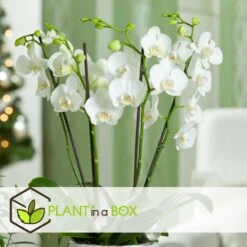 Phalaenopsis Multiflora - Orchidée Blanc - Pot 12cm - Hauteur 35-45cm 7 Phalaenopsis Multiflora - Orchidée Blanc - Pot 12cm - Hauteur 35-45cm -Ryobi Jardin Boutique 6426d60c209507.23720790