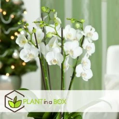 Phalaenopsis Multiflora - Orchidée Blanc - Pot 12cm - Hauteur 35-45cm 6 Phalaenopsis Multiflora - Orchidée Blanc - Pot 12cm - Hauteur 35-45cm -Ryobi Jardin Boutique 6426d60c268081.57320546