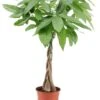 Pachira Aquatica - "money Tree" - Pot 17cm - Hauteur 60-70cm