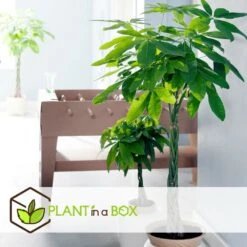 Pachira Aquatica - "money Tree" - Pot 17cm - Hauteur 60-70cm -Ryobi Jardin Boutique 6426d61134eda5.40007499