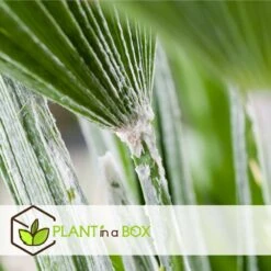 Chamaerops Humilis - Set De 2 - Palmier - Pot 15cm - Hauteur 50-60cm 7 Chamaerops Humilis - Set De 2 - Palmier - Pot 15cm - Hauteur 50-60cm -Ryobi Jardin Boutique 6426d61279d5a9.65125664