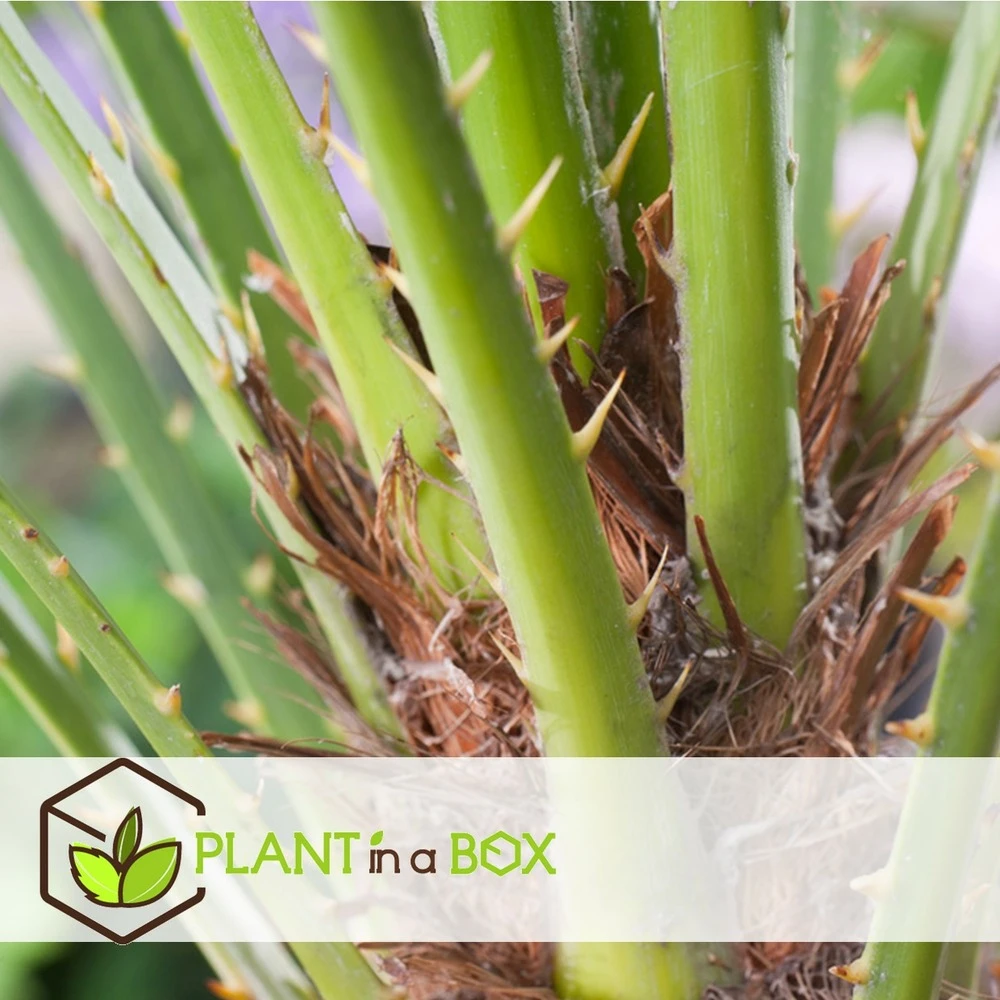 Chamaerops Humilis - Set De 2 - Palmier - Pot 15cm - Hauteur 50-60cm 2 Chamaerops Humilis - Set De 2 - Palmier - Pot 15cm - Hauteur 50-60cm – Image 2