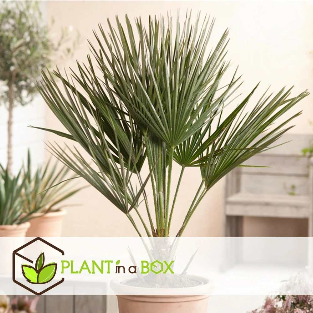 Chamaerops Humilis - Set De 2 - Palmier - Pot 15cm - Hauteur 50-60cm 3 Chamaerops Humilis - Set De 2 - Palmier - Pot 15cm - Hauteur 50-60cm – Image 3