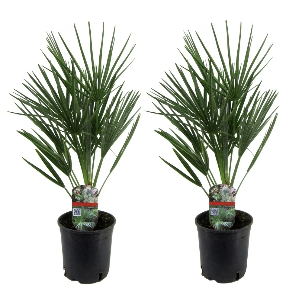 Chamaerops Humilis - Set De 2 - Palmier - Pot 15cm - Hauteur 50-60cm 1 Chamaerops Humilis - Set De 2 - Palmier - Pot 15cm - Hauteur 50-60cm