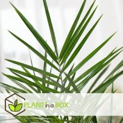 Phoenix Canariensis - Set De 2 - Palmier Dattier - Pot 15cm - Hauteur 50-60cm 6 Phoenix Canariensis - Set De 2 - Palmier Dattier - Pot 15cm - Hauteur 50-60cm -Ryobi Jardin Boutique 6426d6131109f3.42639843