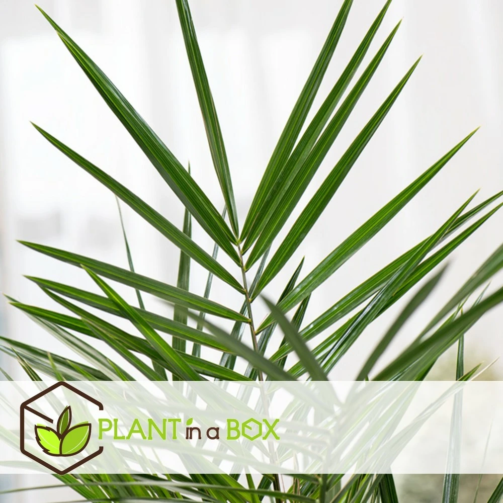 Phoenix Canariensis - Set De 2 - Palmier Dattier - Pot 15cm - Hauteur 50-60cm 3 Phoenix Canariensis - Set De 2 - Palmier Dattier - Pot 15cm - Hauteur 50-60cm – Image 3