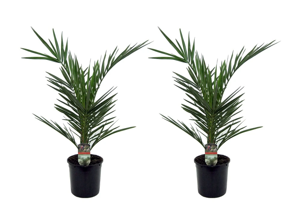 Phoenix Canariensis - Set De 2 - Palmier Dattier - Pot 15cm - Hauteur 50-60cm 1 Phoenix Canariensis - Set De 2 - Palmier Dattier - Pot 15cm - Hauteur 50-60cm
