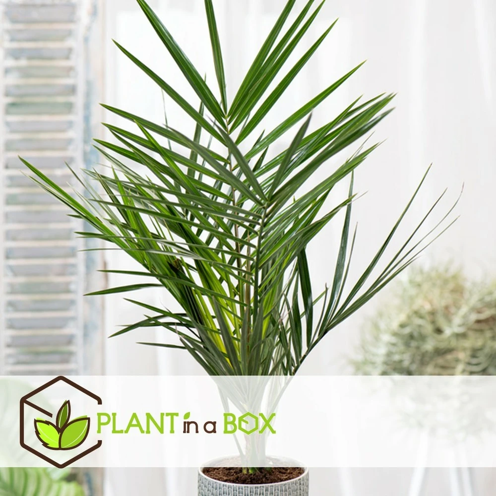 Phoenix Canariensis - Set De 2 - Palmier Dattier - Pot 15cm - Hauteur 50-60cm 2 Phoenix Canariensis - Set De 2 - Palmier Dattier - Pot 15cm - Hauteur 50-60cm – Image 2