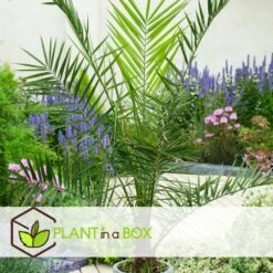 Phoenix Canariensis - Set De 2 - Palmier Dattier - Pot 19cm - Hauteur 80-100cm 7 Phoenix Canariensis - Set De 2 - Palmier Dattier - Pot 19cm - Hauteur 80-100cm -Ryobi Jardin Boutique 6426d613b7aa14.20735291