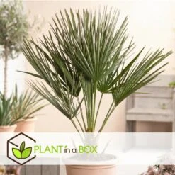 Chamaerops Humilis - Palmier Nain Européen - Pot 15cm - Hauteur 50-60cm -Ryobi Jardin Boutique 6426d614684af9.65579280