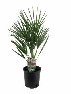Chamaerops Humilis - Palmier Nain Européen - Pot 15cm - Hauteur 50-60cm