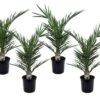 Phoenix Canariensis - Set De 4 - Palmier Dattier - Pot 15cm - Hauteur 50-60cm