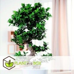Ficus Ginseng S-shape - Japonaise Bonsai - Pot 20cm - Hauteur 55-65cm -Ryobi Jardin Boutique 6426d635491757.30711161