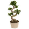Ficus Ginseng S-shape - Japonaise Bonsai - Pot 20cm - Hauteur 55-65cm