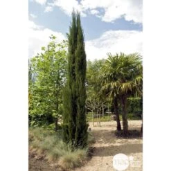 Cupressus Sempervirens Stricta : H. 250/300 Cm 5 Cupressus Sempervirens Stricta : H. 250/300 Cm -Ryobi Jardin Boutique 64282 001