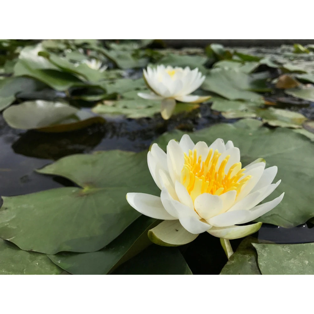 Nymphaea 'albina' 1 Nymphaea 'albina'