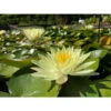 Nymphaea 'odorata Sulfurea Grandiflora'